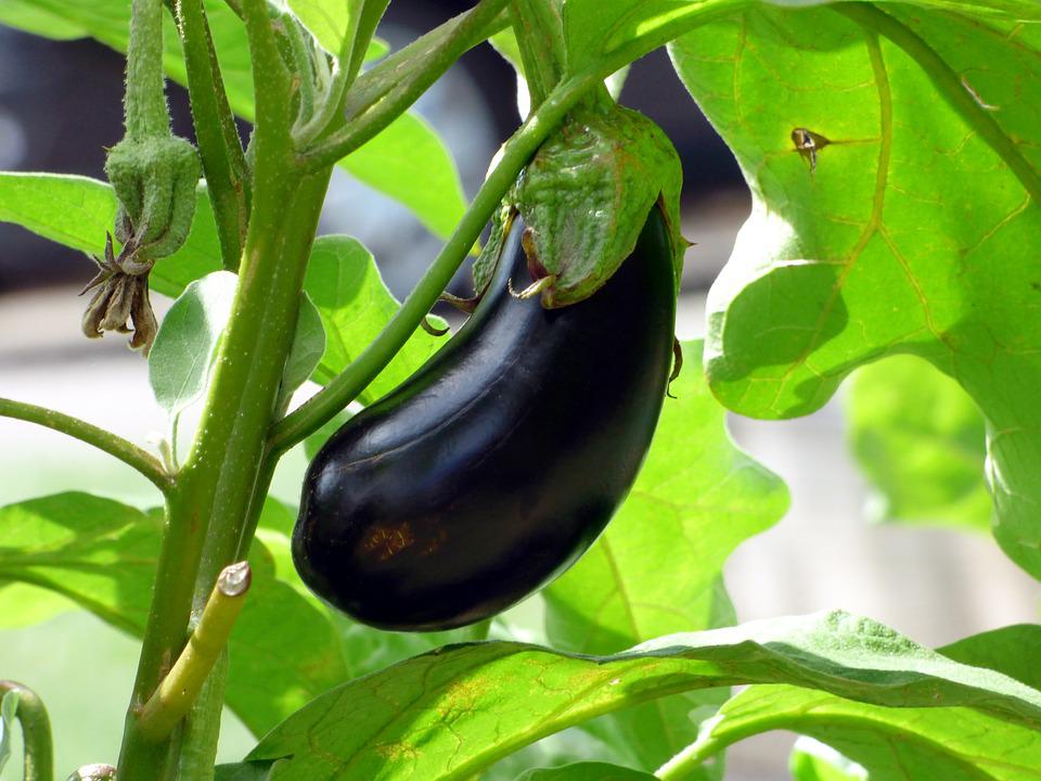 Top 5 Vegetables To Grow In Pots – Gardening Guide